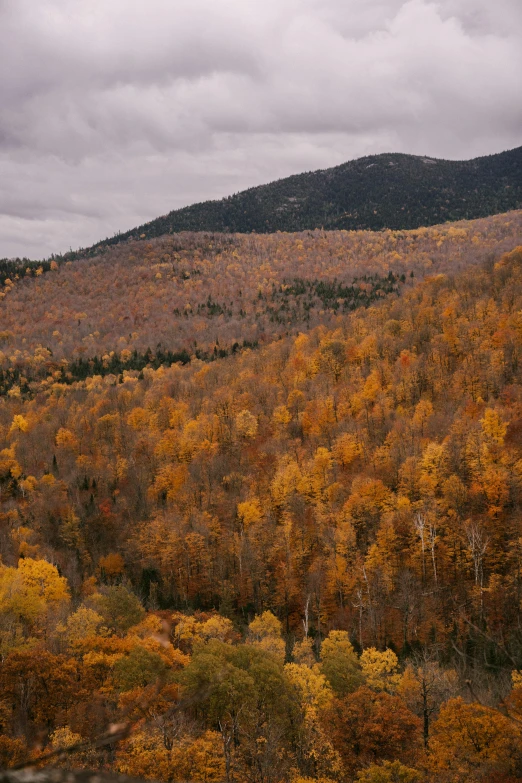 a forest filled with lots of trees next to a mountain, vermont fall colors, cinematic film still, brown