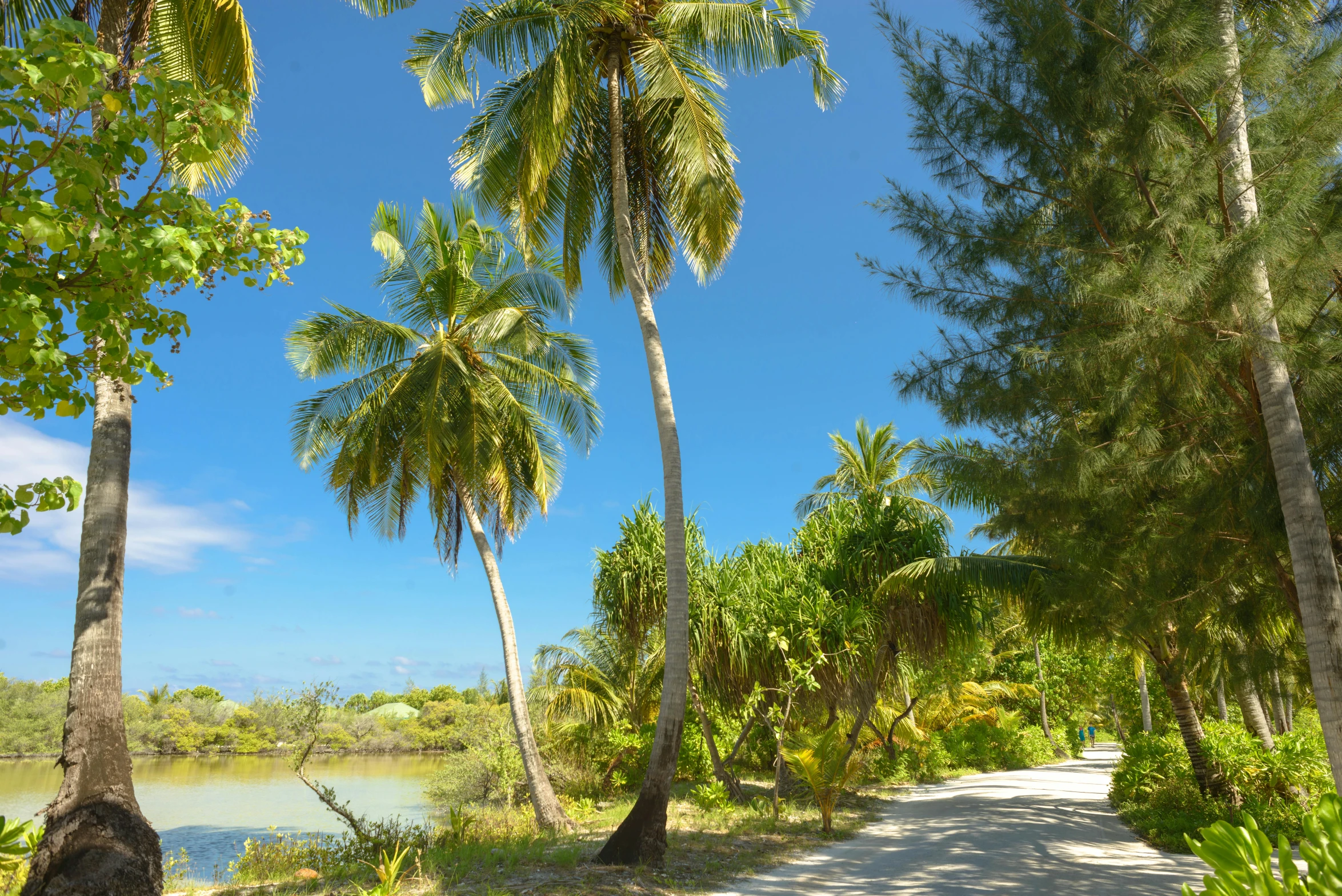 a dirt road lined with palm trees next to a body of water, hurufiyya, avatar image, conde nast traveler photo