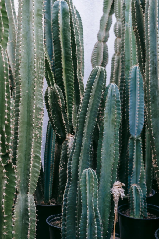 a group of cactus plants sitting next to each other, by Carey Morris, trending on unsplash, tall columns, full frame image, mexico, multiple stories