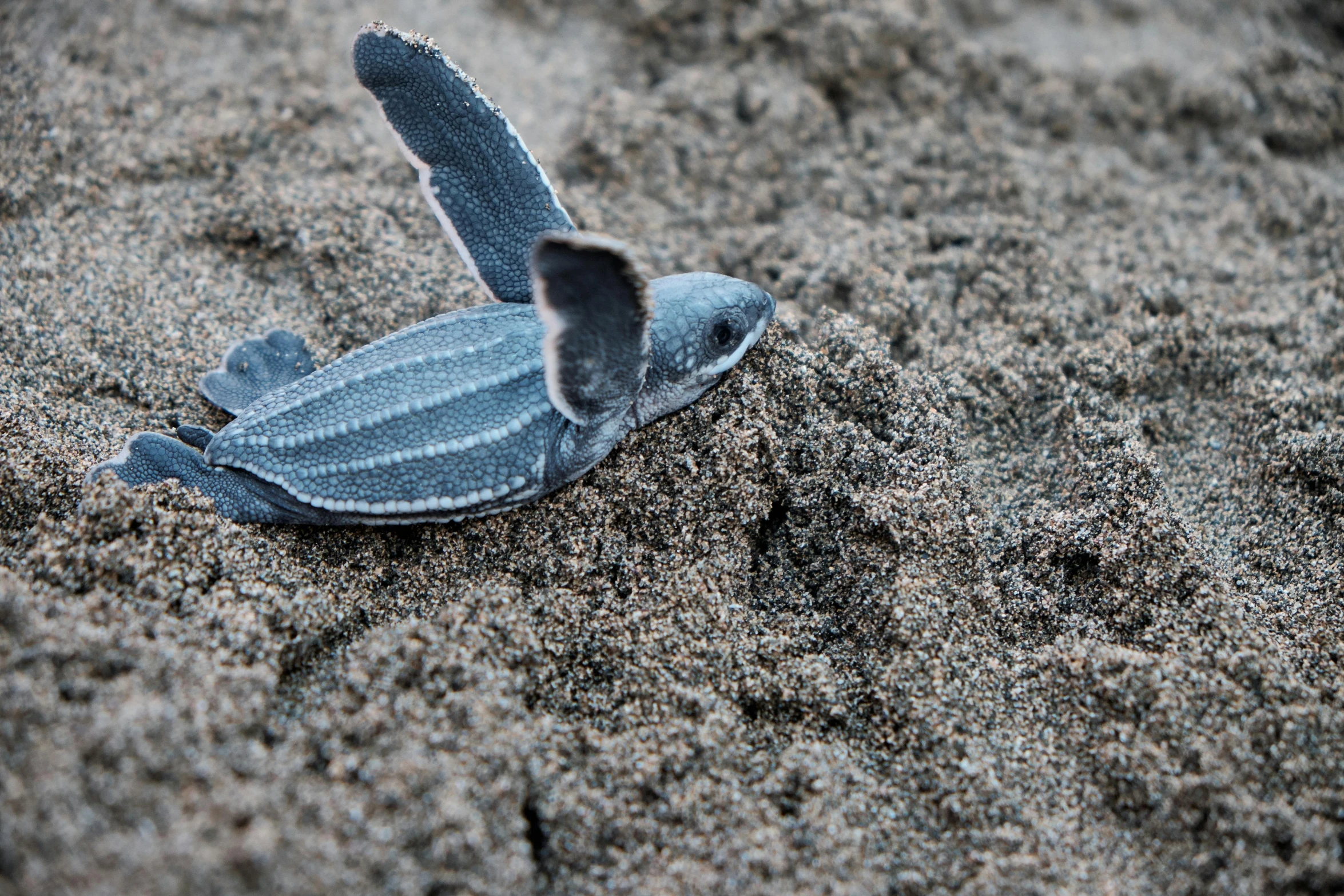 a baby turtle laying on top of a sandy beach, by Carey Morris, unsplash contest winner, hurufiyya, black sand, blue and gray colors, hatched pointed ears, blue penguin