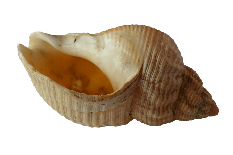 a close up of a shell on a white background, an illustration of, pixabay, hurufiyya, soup, the mouth a bit open, bad camrea, vessels