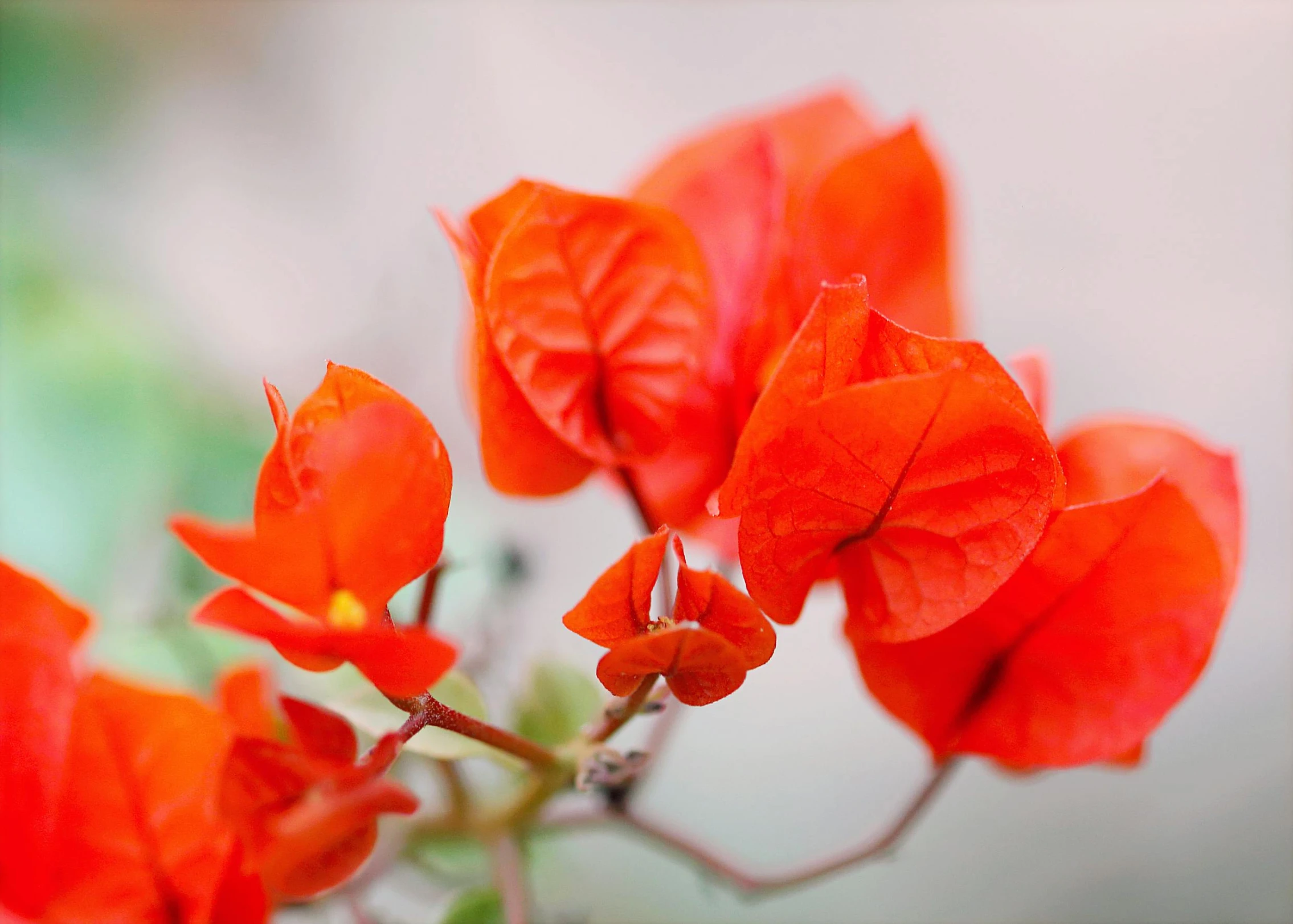 a close up of a bunch of red flowers, by Helen Biggar, pexels contest winner, hurufiyya, orange plants, bougainvillea, soft warm light, instagram post