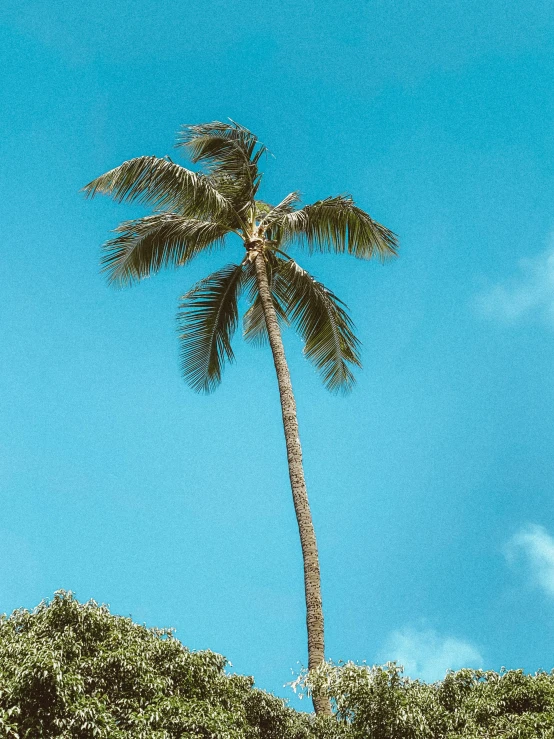 a tall palm tree sitting on top of a lush green forest, an album cover, trending on unsplash, sky blue and white color scheme, waikiki beach, instagram story, profile image