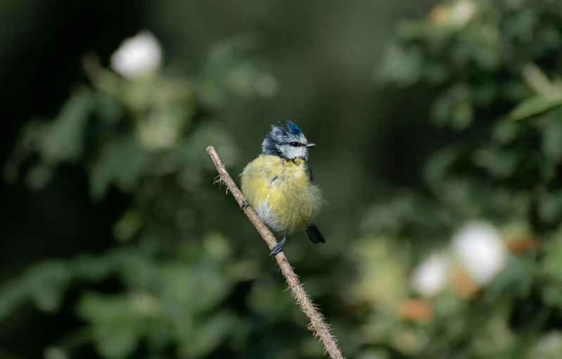 a small bird sitting on top of a tree branch, by Paul Bird, yellow and blue, highly realistic photograph, bushy tail, multi - coloured