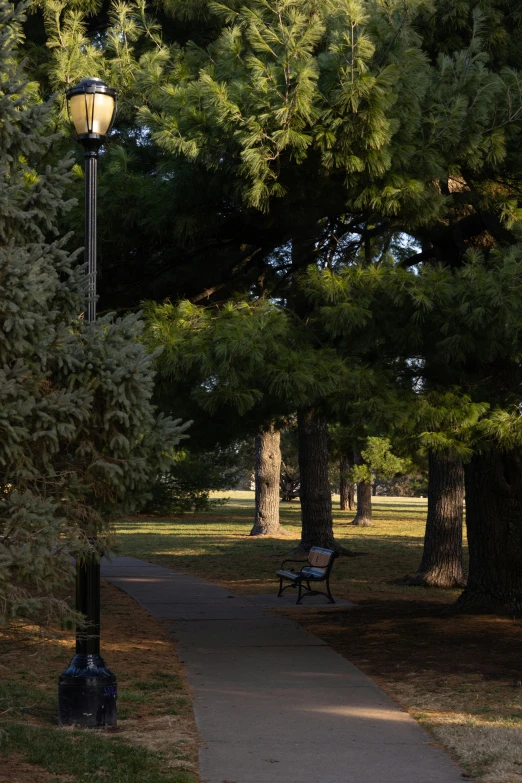 a couple of benches sitting on top of a sidewalk, dark pine trees, afternoon lighting, iu, lamp posts