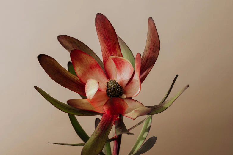 a close up of a flower in a vase, inspired by Pierre-Joseph Redouté, trending on unsplash, gradient brown to red, magnolia, bromeliads, full body close-up shot