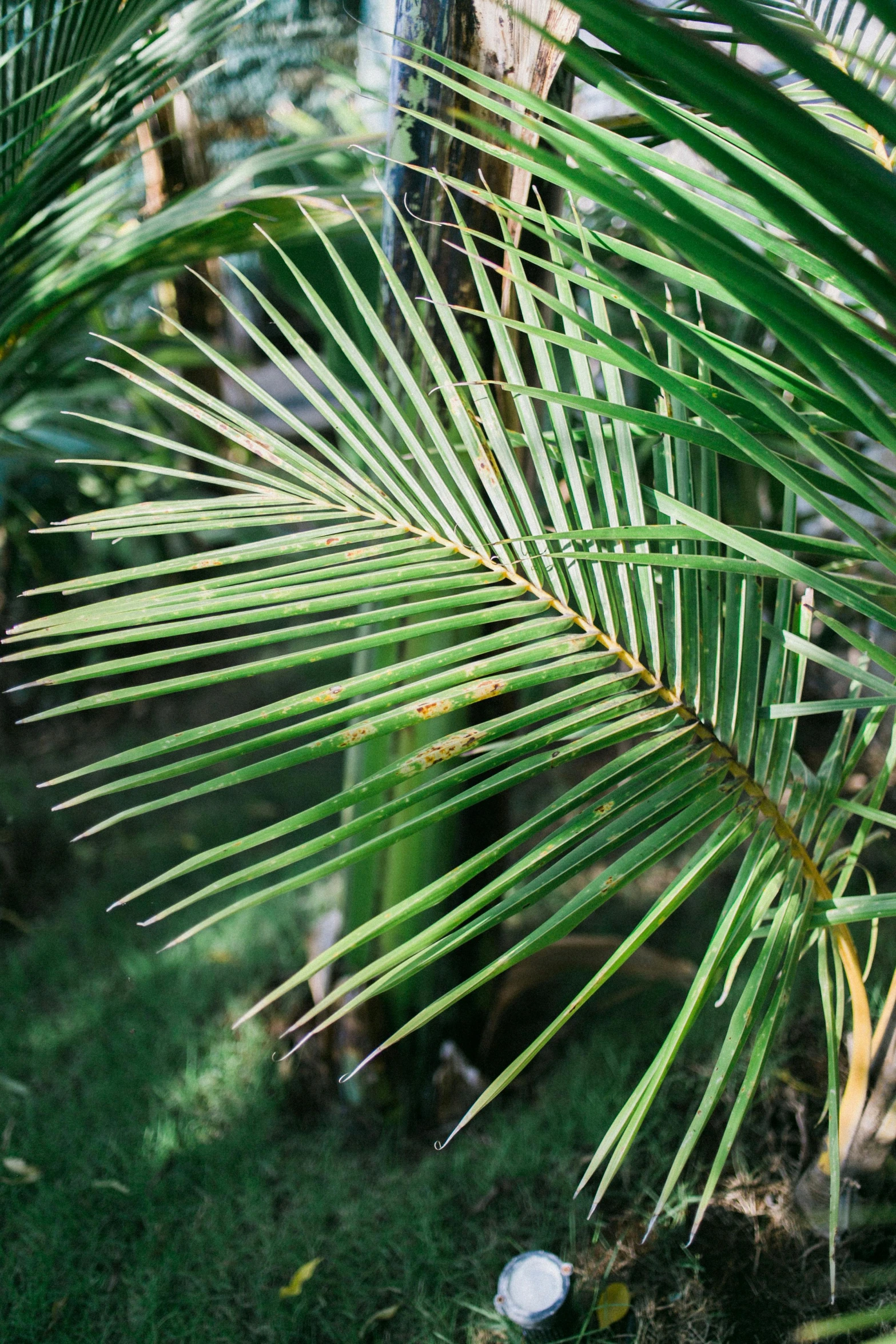 a close up of a palm tree with a golf ball on the ground, lush forest foliage, profile image