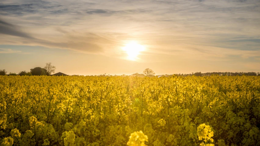 a field of yellow flowers under a cloudy sky, by Julian Hatton, unsplash, sun rising, farming, osr, view from the ground