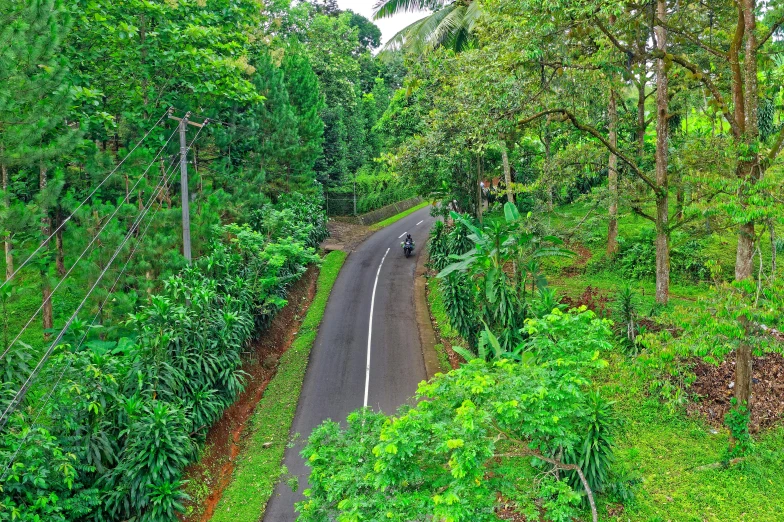 a road in the middle of a lush green forest, by Basuki Abdullah, one motorbike in center of frame, kerala village, instagram photo, puerto rico