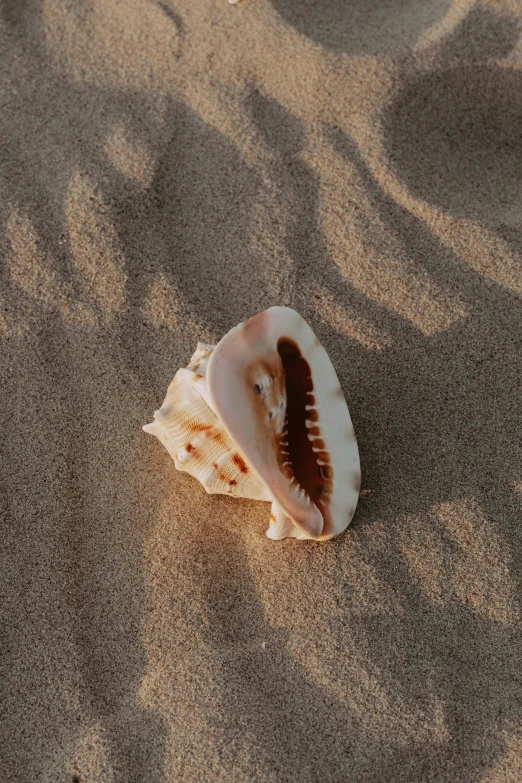 a shell sitting on top of a sandy beach, trending on pexels, minimalism, translucent gills, brown, rectangle, soft shade