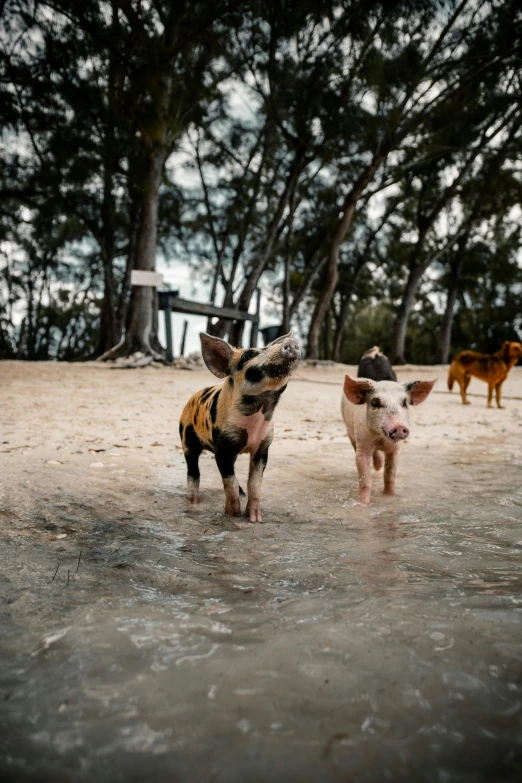 a couple of small dogs standing on top of a sandy beach, pigs, shot with sony alpha, australian beach, in liquid