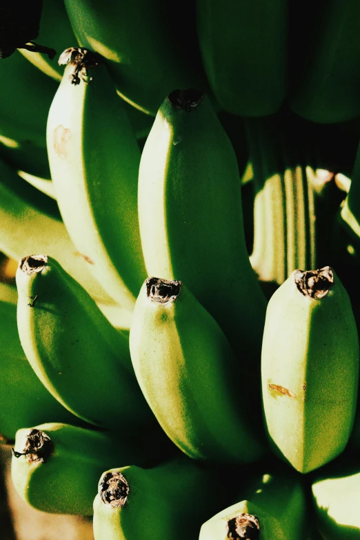 a bunch of green bananas hanging from a tree, trending on pexels, renaissance, zoomed out view, vanilla, ilustration, taken in 1 9 9 7