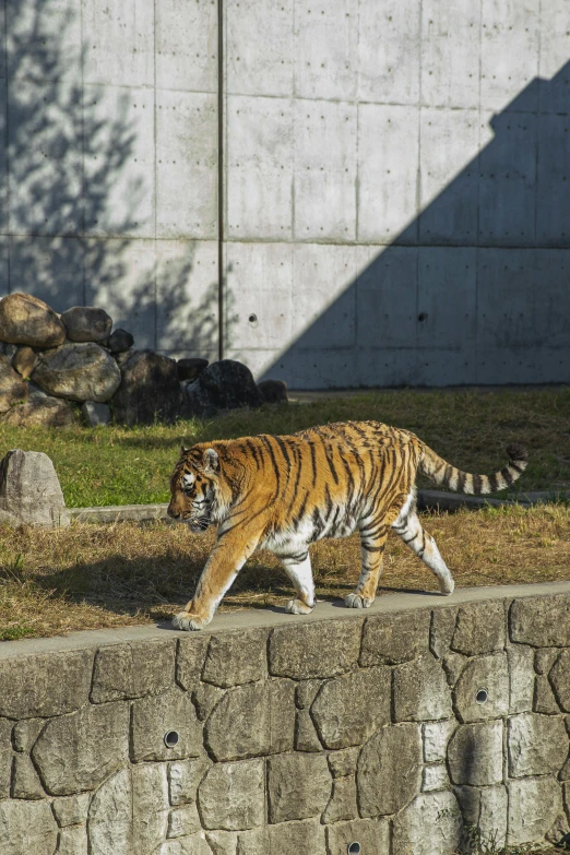 a tiger walking across a grass covered field, in the zoo exhibit, nanae kawahara, sunny afternoon, hanging