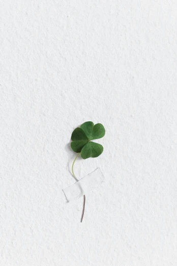 a close up of a plant on a white surface, trending on pexels, background full of lucky clovers, clemens ascher, low fi, single