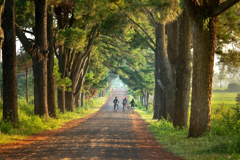 a group of people riding bikes down a dirt road, mingei, tall cypress trees, avatar image, morning lighting, maritime pine