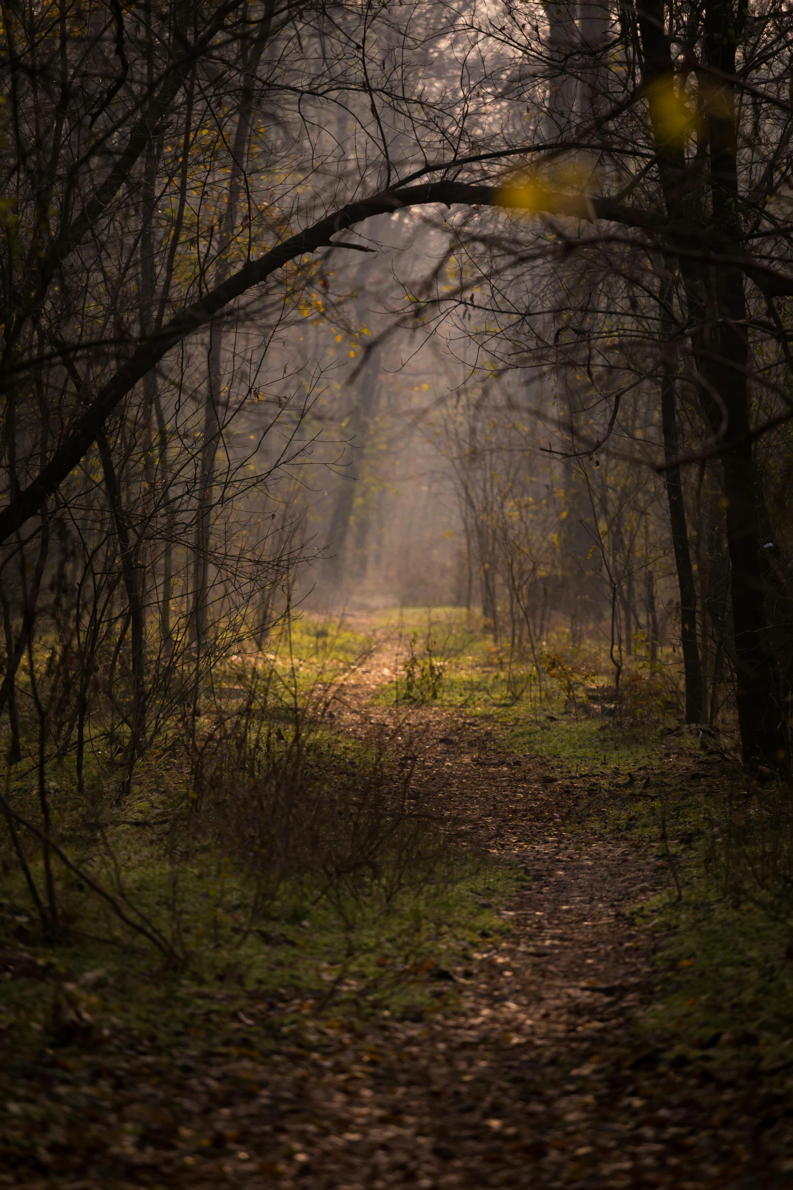 the sun is shining through the trees in the woods, unsplash contest winner, tonalism, foot path, paul barson, indian forest, hazy