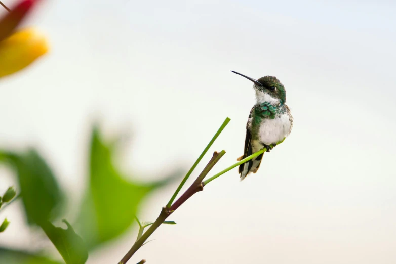 a hummingbird sitting on top of a tree branch, a portrait, trending on pexels, emerald, focus on full - body, museum quality photo, postprocessed