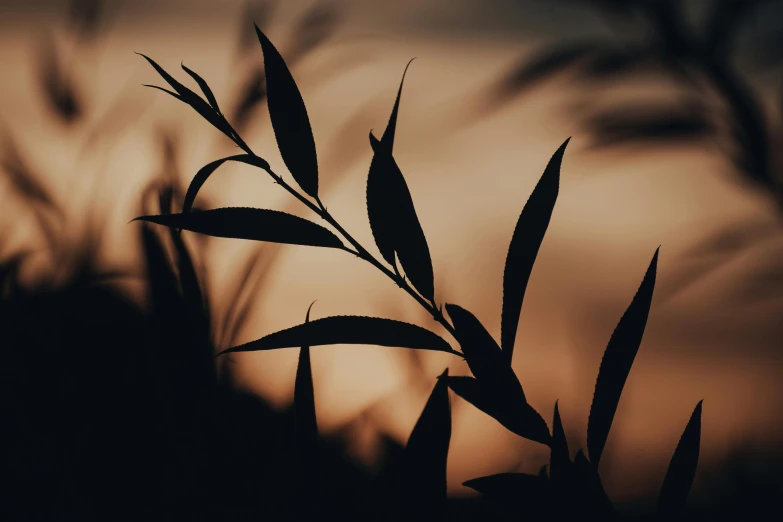 a close up of a plant with the sun in the background, trending on pexels, art photography, detailed silhouette, profile image, willow plant, avatar image