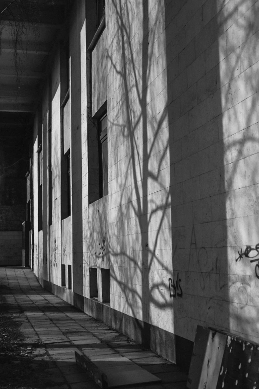 a black and white photo of a long hallway, inspired by André Kertész, brutalism, trees cast shadows on the wall, sunset. light shadow, branches and ivy, white marble buildings