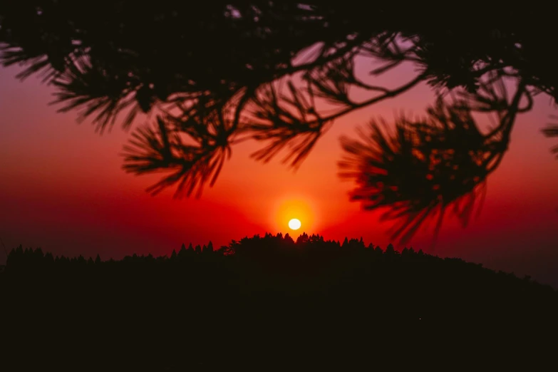 a sunset seen through the branches of a tree, by Kristian Zahrtmann, pexels contest winner, pine forests, big red sun, desktop wallpaper, 🌲🌌