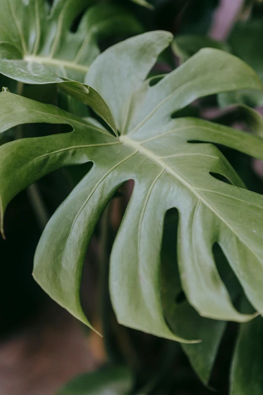 a close up of a plant with green leaves, monstera deliciosa, in a medium full shot, carson ellis