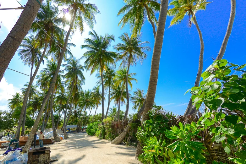 a beach filled with lots of palm trees, green alleys, al fresco, sun - drenched, maldives in background