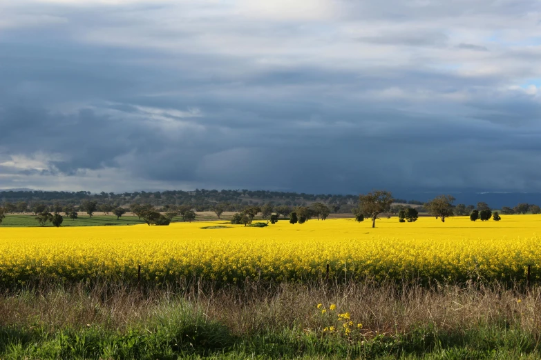 a field of yellow flowers under a cloudy sky, by Peter Churcher, unsplash, “ iron bark, seen from a distance, touring, slide show