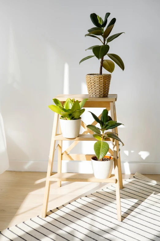 three potted plants sitting on top of a wooden step stool, light and space, brightly lit room, magnolia leaves and stems, sustainable materials, detailed product image