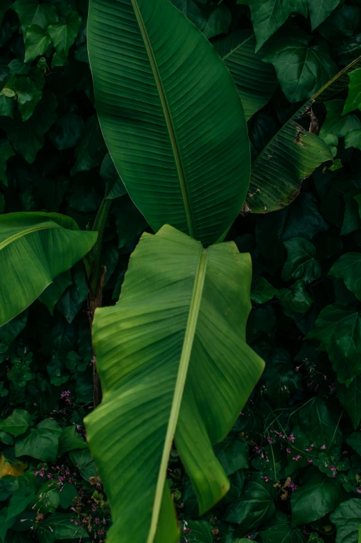 a couple of large green leaves sitting on top of a lush green field, by Daniel Seghers, unsplash, banana, verdant plant wall, a high angle shot, cinematic shot ar 9:16 -n 6 -g