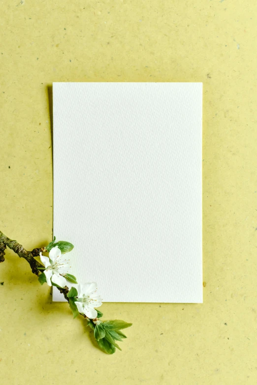 a piece of paper sitting on top of a tree branch, flower frame, soft yellow background, on white paper, thumbnail