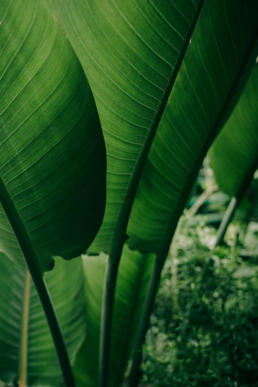 a close up of a large green leaf, banana trees, lush forest landscape, sustainable materials, waving