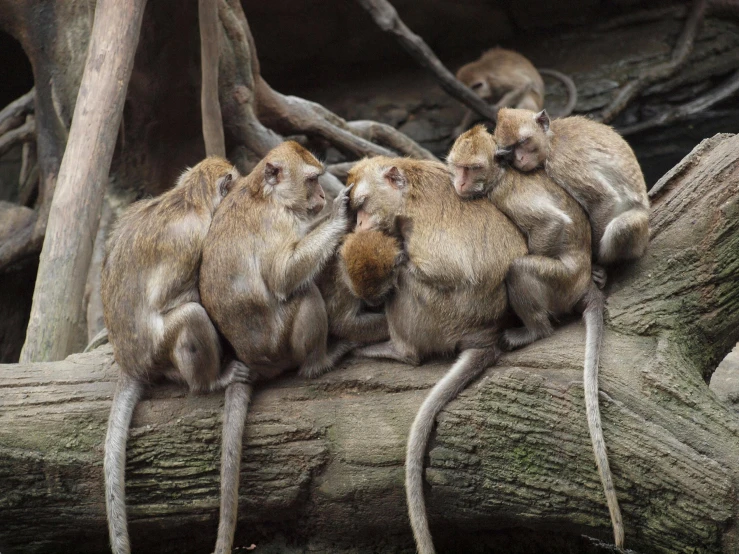 a group of monkeys sitting on top of a tree branch, by Jan Tengnagel, pexels contest winner, tiny mice living inside, intricate wrinkles, australian, in the zoo exhibit