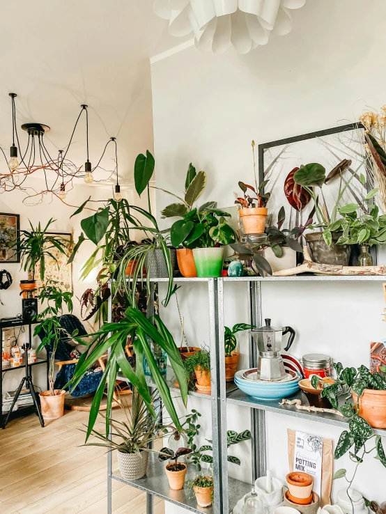 a room filled with lots of potted plants, trending on unsplash, indoor picture