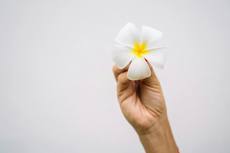 a person holding a white flower in their hand, by Gavin Hamilton, trending on unsplash, minimalism, bali, white backdrop, background image