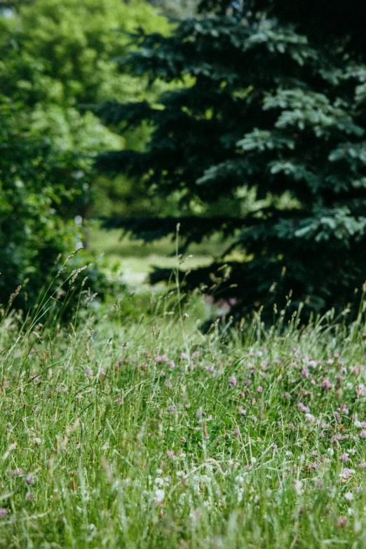 a red fire hydrant sitting on top of a lush green field, by David Simpson, naturalism, pink grass, panoramic shot, wildflowers, in a forest glade