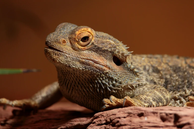 a close up of a lizard on a rock, a portrait, trending on pexels, hurufiyya, perched on intricate throne, warm coloured, vivarium, mid 2 0's female