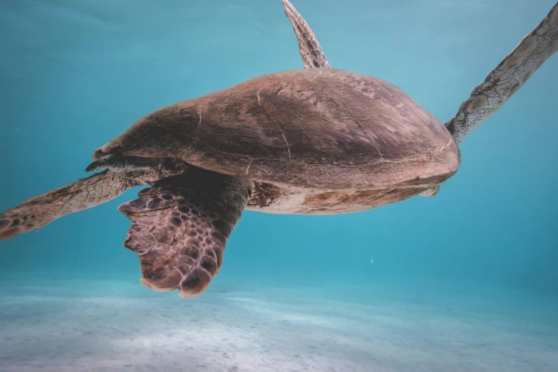 a close up of a turtle swimming in the ocean, pexels contest winner, brown and cyan color scheme, grey, view from below, screensaver