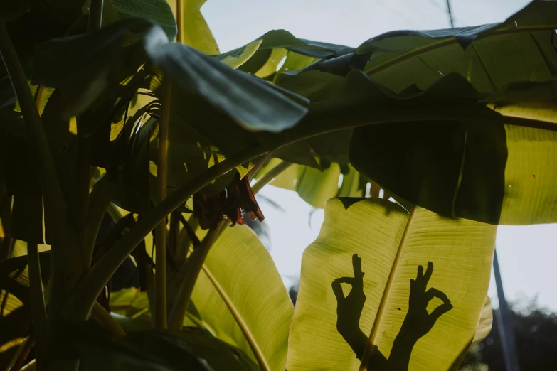 the shadow of a person on a banana tree, by Carey Morris, unsplash, sumatraism, background image, alien plants and animals, branches and foliage, full frame image