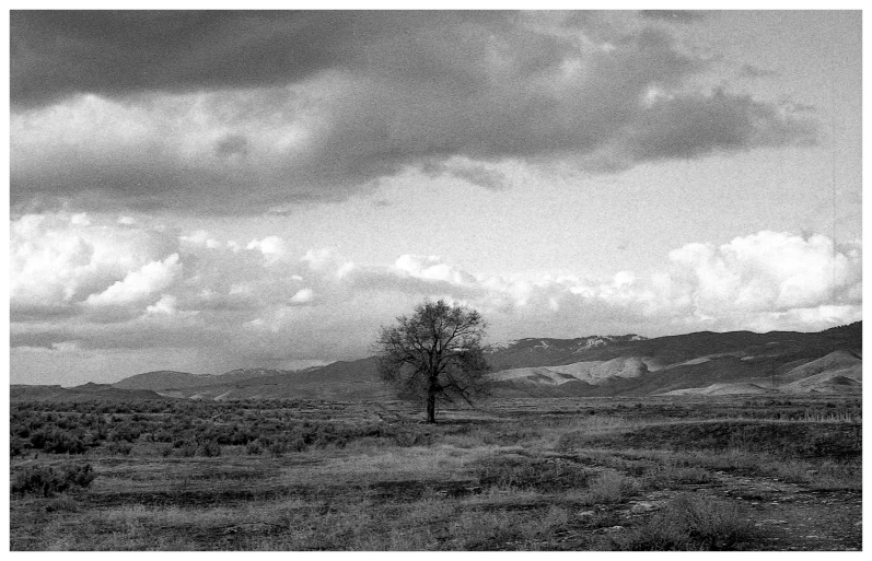 a black and white photo of a lone tree, a black and white photo, inspired by Ansel Adams, flickr, ffffound, idaho, distant clouds, jenny seville