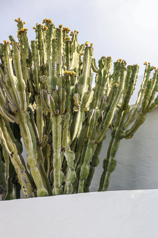 a cactus plant in front of a white wall, a statue, inspired by Joaquín Torres García, romanticism, exterior, spines, very very very tall, yellowed with age