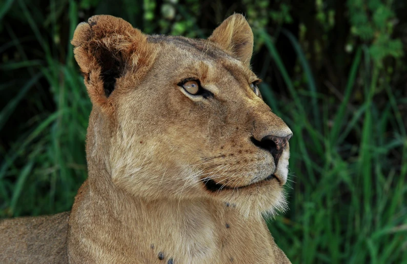 a close up of a lion in the grass