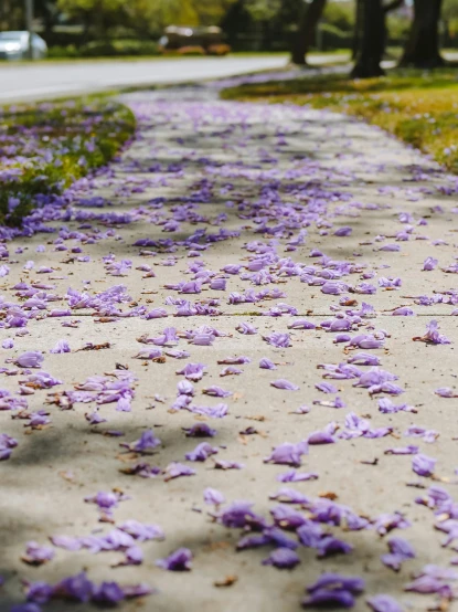 a sidewalk covered in purple flowers next to a street, ground covered in maggots, bay area, falling petals, today\'s featured photograph 4k