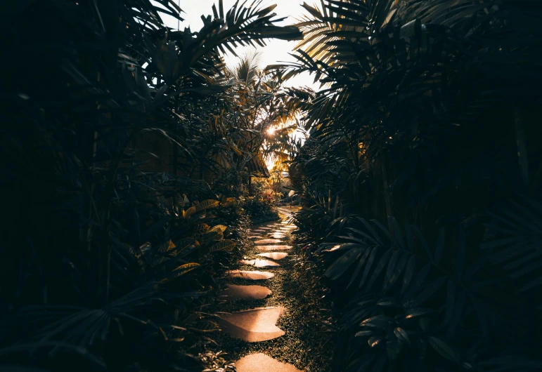 a pathway surrounded by palm trees on a sunny day, an album cover, inspired by Elsa Bleda, unsplash contest winner, australian tonalism, in a deep lush jungle at night, manicured garden of eden, unsplash 4k, stone paths