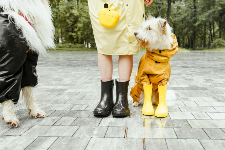 a group of three dogs standing next to each other, by Julia Pishtar, pexels contest winner, yellow raincoat, duck shoes, thumbnail, girl in raincoat