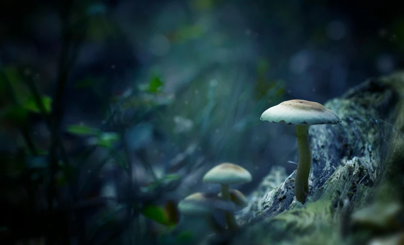 a group of mushrooms sitting on top of a tree stump, inspired by Elsa Bleda, unsplash, magical realism, bioluminescent forest floor, dreamy hazy, small fairies, dimly - lit