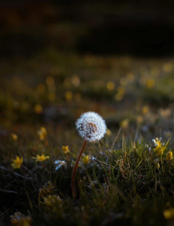a dandelion sitting on top of a lush green field, by Jesper Knudsen, unsplash contest winner, soft white glow, rocky grass field, on a dark background, just a cute little thing