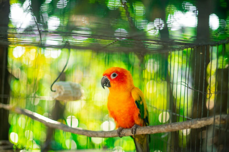 a colorful bird sitting on a branch in a cage, pexels contest winner, fan favorite, tropical paradise, orange fluffy belly, 🦩🪐🐞👩🏻🦳