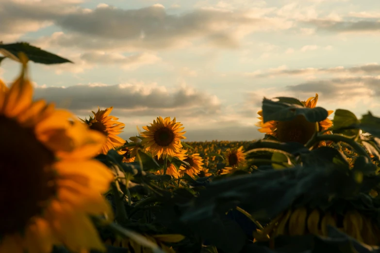 a field of sunflowers under a cloudy sky, a picture, unsplash contest winner, golden hour cinematic, still frame from a movie, at sunset in autumn, movie filmstill