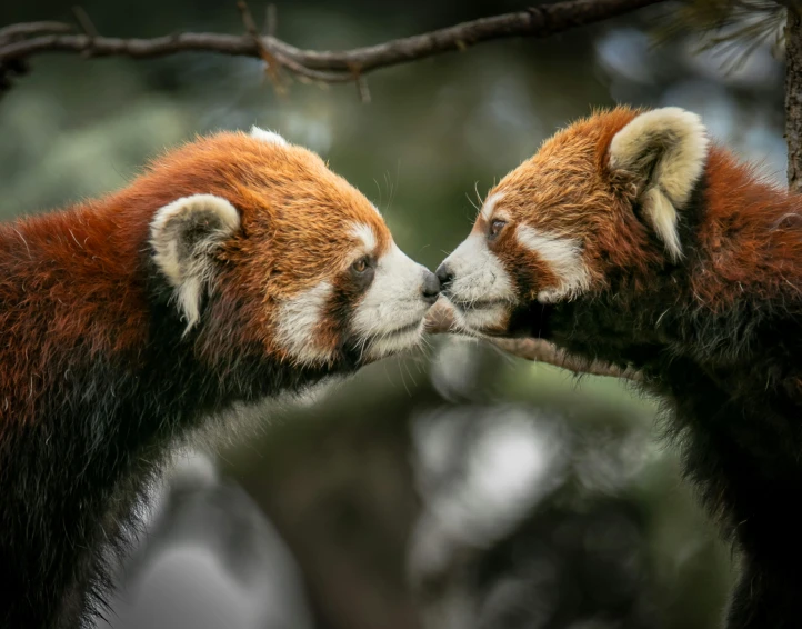 a couple of red pandas standing next to each other, a picture, by Adam Marczyński, pexels contest winner, lesbian kiss, image split in half, small chin, in meeting together