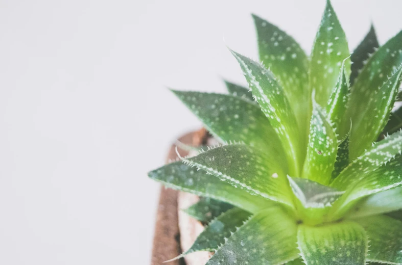 a close up of a plant in a pot, trending on unsplash, on grey background, serrated point, detailed product image, a wooden